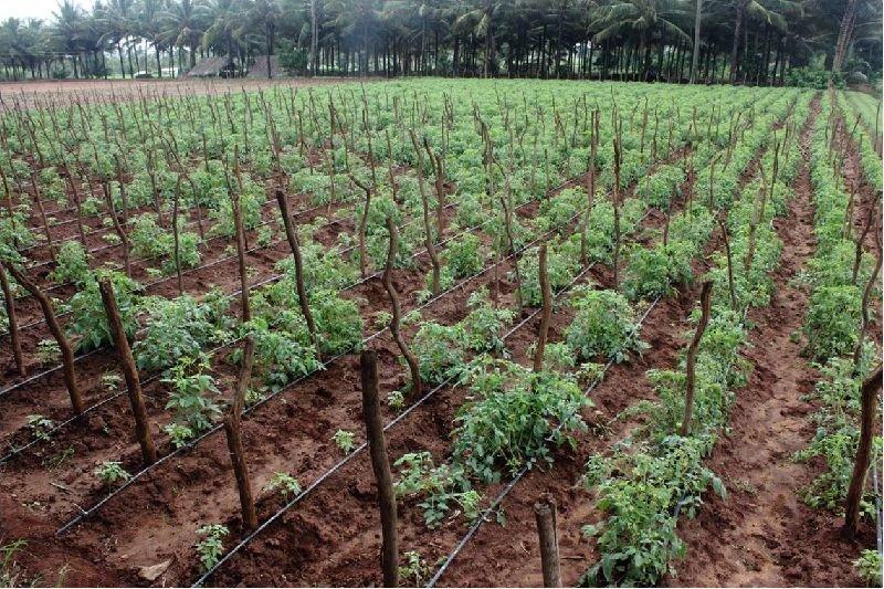 Farmers in Erode Expand Drip Irrigation for Better Water Management ag1
