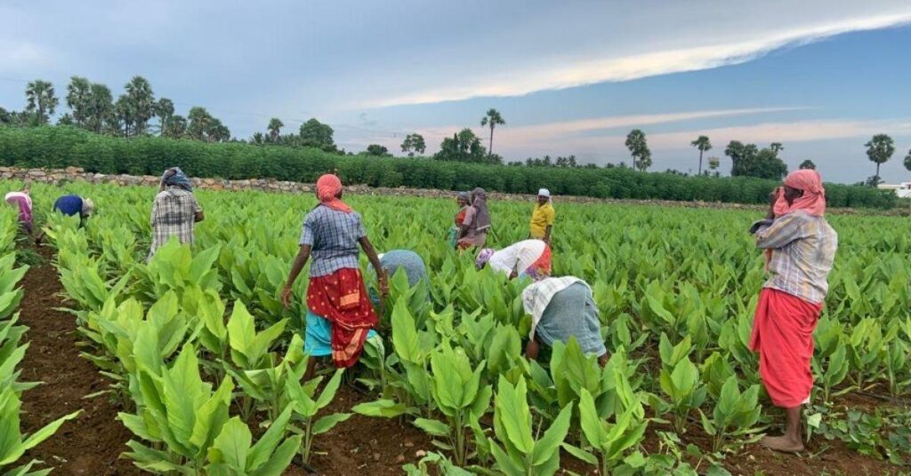 Turmeric Farmers Hope for Improved Market Prices in Erode ag2