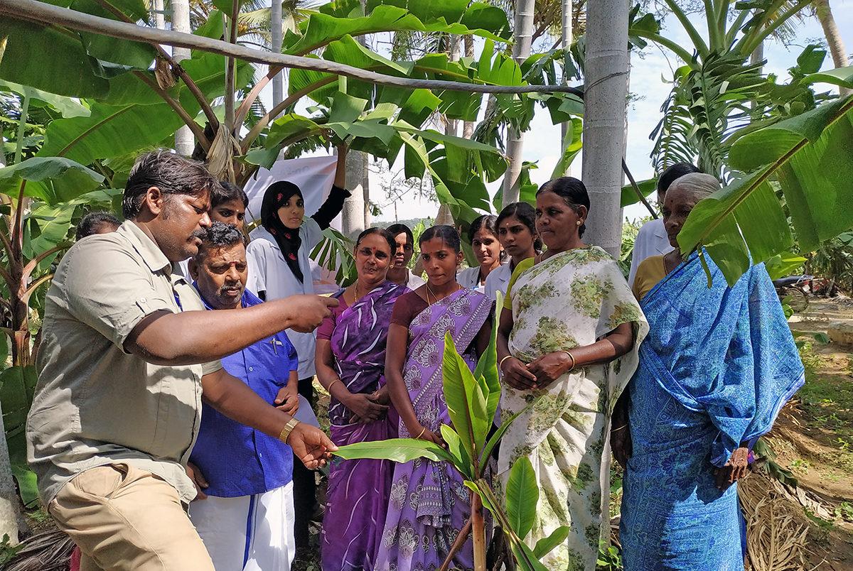 Banana Farmers Attend Modern Cultivation Training Programme