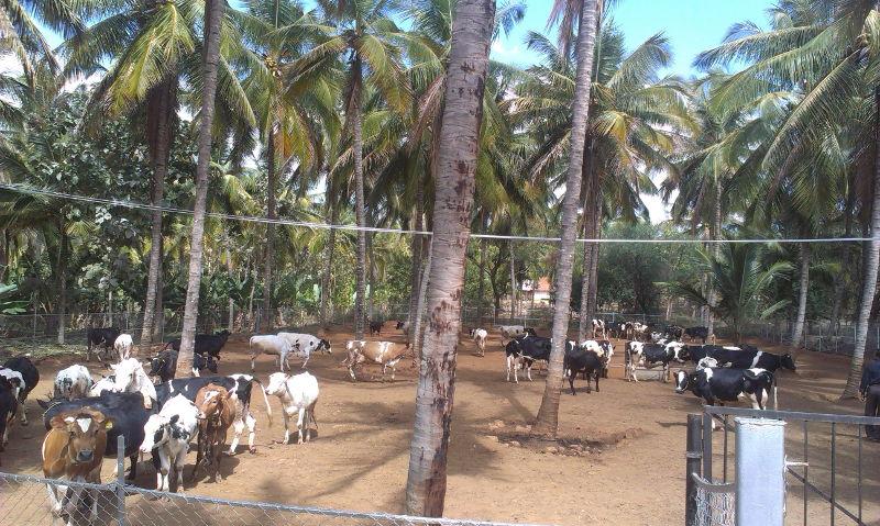 Integrated Farming Practices Gain Momentum in Erode District